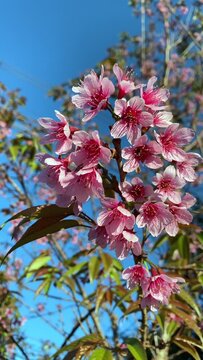 Pink cherry blossom flowers blooming on tree branches against a clear blue sky, soft natural light and vibrant spring colors ideal for background and seasonal design