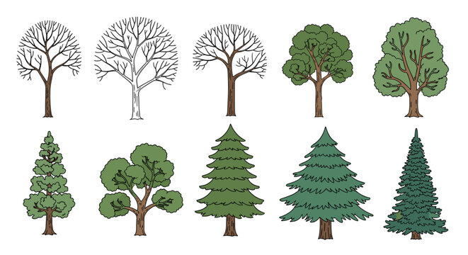Selection of different tree species showing both bare branches and full summer foliage, vector set for seasonal landscape and garden design.