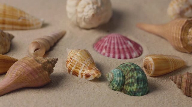 Shells and sand on the beach moving with the sea breeze