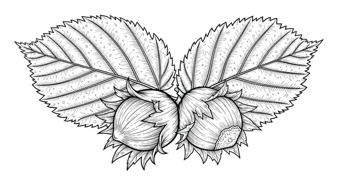 Detailed hand drawn engraving of two hazelnuts nestled within their protective husks and large textured leaves on a plain background.