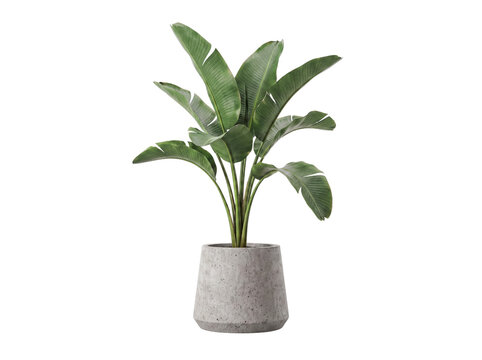 Elegant potted bird of paradise plant, known as Strelitzia, with large green leaves in a modern concrete pot.