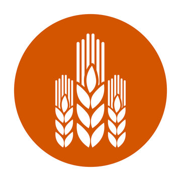 Wheat or barley ears icon isolated on transparent background