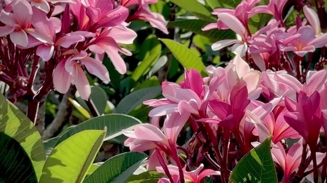 Group of Pink Plumeria flower,Shrub plant,fragrance and beautiful blooming among sunlight reflection,