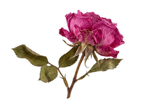 Single elegant dried pink rose with faded petals and textured leaves, isolated on a transparent background for design.