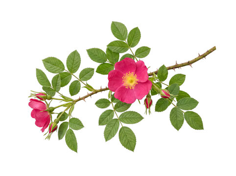 Vibrant pink wild rose flowers and buds on a thorny stem with lush green leaves, isolated on transparent background.