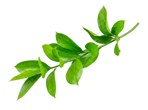 Fresh vibrant green ruscus branch with lush leaves, isolated on transparent background, top view.
