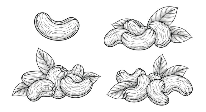Set of detailed vintage cashew nut illustrations including whole nuts with leaves and small clusters for nut packaging and healthy snacks menu.