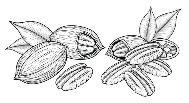 Detailed vintage engraving of pecan nuts in shells and shelled showing natural texture and leaves for culinary and agricultural illustrations.