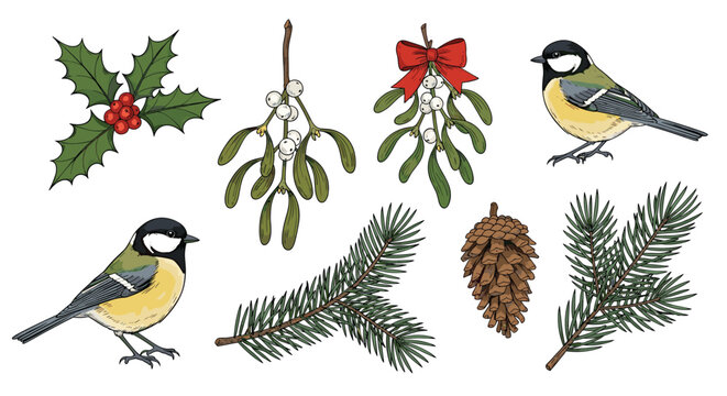Hand-drawn winter botanical collection featuring titmouse birds, holly, mistletoe, pine branches, and pine cones for holiday decor.