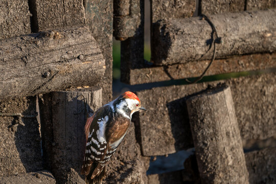 Middle spotted woodpecker (Dendrocoptes medius) perched on a vertical wooden post. Detailed feathers with red crown and pinkish vent. Soft blurred natural green background.