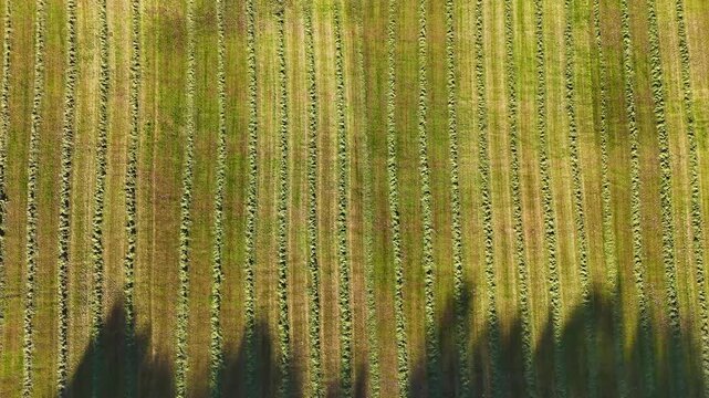 Aerial top down view of mowed grass field