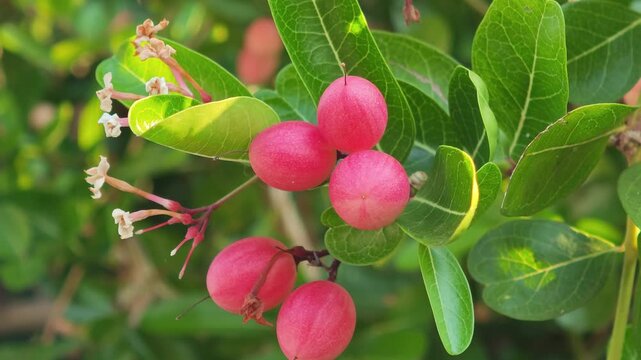 A carissa carandas,Bengal currants It has antioxidant properties.