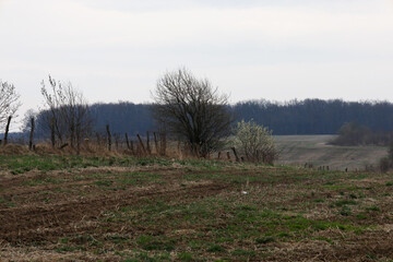 Obraz premium ​A rural landscape with a spacious field and leafless trees under a cloudy sky creates an atmosphere of early spring. An old wooden fence and a forest line on the horizon complete the calm natural lan