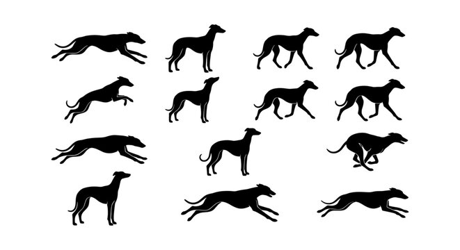 Greyhound dog silhouettes in various poses, set of 13 black canine vector icons, running and standing whippet hunting dog graphics for logo design