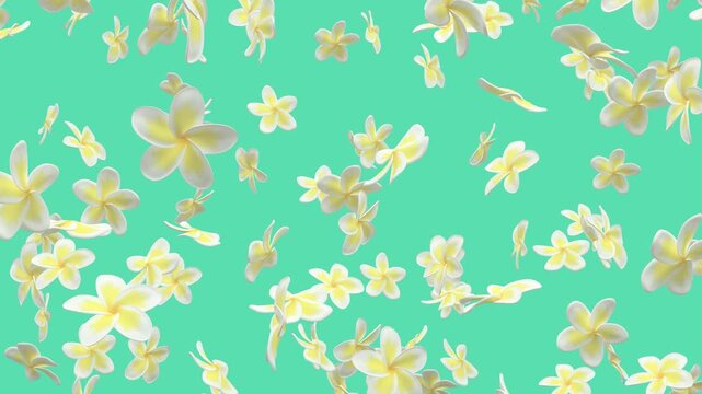 Floating Plumeria Flowers in Gentle Motion on Alpha Channel