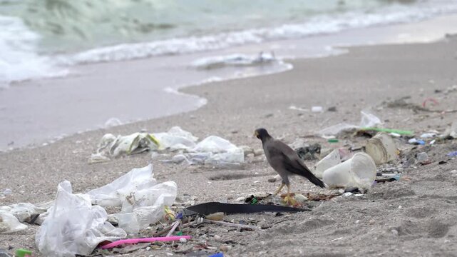 Birds were seen rummaging through the trash on the beach, which was already full of litter left by tourists.
