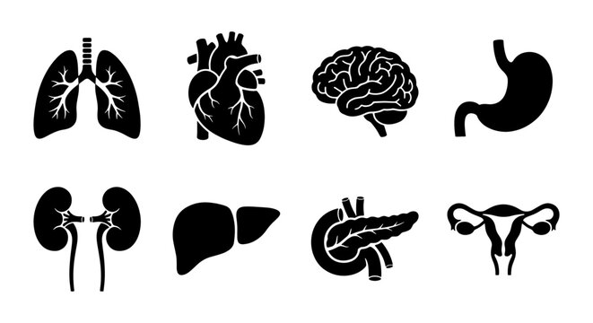 Human Organ Icons Set: Lungs, Heart, Brain, Stomach, Kidneys, Liver, Pancreas, Uterus