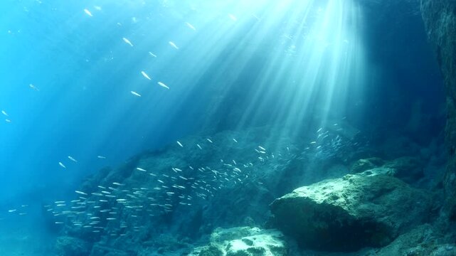 silverside fish school underwater close up fish bait slow ocean scenery  behaviour with sun beams and rays