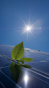 Low-angle photorealistic shot of green leaf on solar panel under bright sun