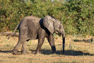 Fototapeta premium Afrikanischer Elefant / African elephant / Loxodonta africana