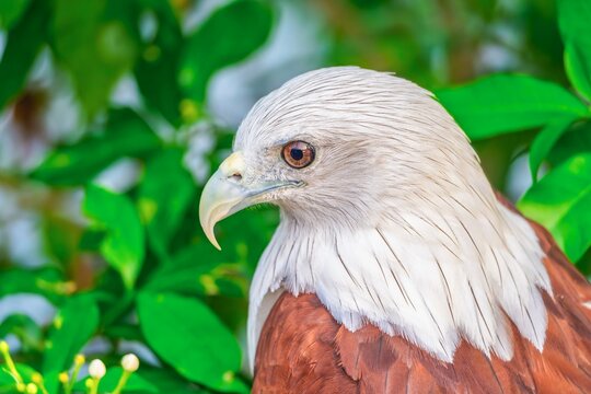 India, Kerala, Alleppey, Backwaters, Brahmin Kite, 26-February-2026