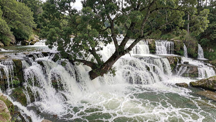 Fototapeta premium Lush green tree arches gracefully over cascading waterfall. Water crashes in white froth across multi-tiered stone steps. Clear, rushing stream flows into calm, bubbly pool below
