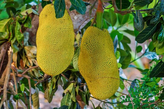 India, Kerala, Alleppey, Backwaters, Jackfruit, 26-February-2026