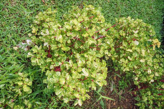 Small and variegated leafy ornamental plants that grow in gardens, have a green appearance, without natural color with the Latin name Iresine Herbstii Aureoreticulata, are ornamental plants to beautif