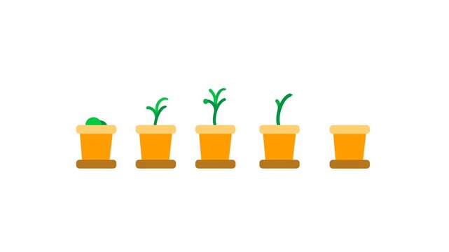 Lineup of growth stages seedling to full tree, in pots