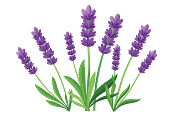 Obraz premium lavender flowers vector on white background
