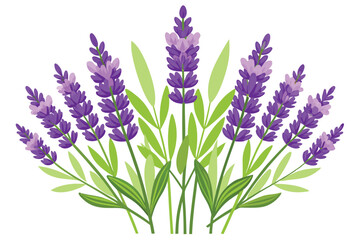 Obraz premium lavender flowers vector on white background