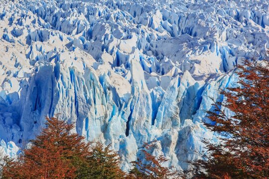 Perito Moreno Glacier blue ice formations in Patagonia with red lenga trees, Los Glaciares National Park, Argentina extreme travel destination