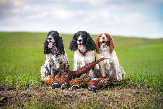 Group of dogs of different colors of the hunting spaniel breed with hunting trophies in the field. Pheasant hunting. Hunting dogs.