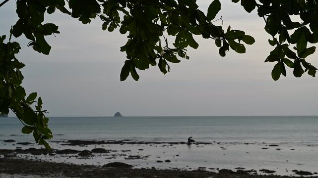 Person wades at low tide under coastal trees