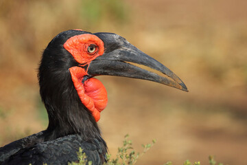 Kaffernhornrabe / Southern ground hornbill / Bucorvus leadbeateri © Ludwig