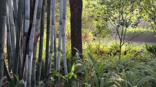 Green forest created in Chengdu breeding center to accommodate panda&rsquo;s home