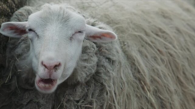 A close up view of a sheep calmly chewing, showing detailed wool texture and facial features in a quiet farm setting