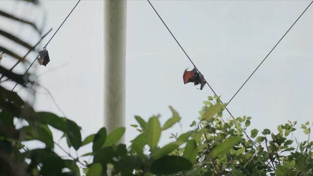 Several bats hang upside down from ropes in a bright outdoor enclosure, surrounded by greenery and soft daylight