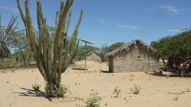 Wide angle shot of rustic Wayuu huts with thatched roofs in the sandy desert of La Guajira, Colombia. Tall cacti, sparse shrubs, bright daylight, and clear blue sky create a tranquil, natural