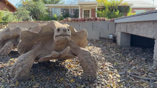 Tortoises walking rapidly trough yard