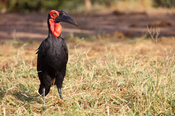 Kaffernhornrabe / Southern ground hornbill / Bucorvus leadbeateri © Ludwig