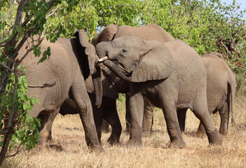 Fototapeta premium Afrikanischer Elefant / African elephant / Loxodonta africana