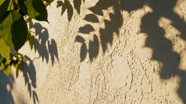 Shadows of leaves cast on textured wall under sunlight