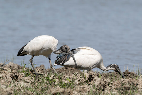 African Sacred Ibis (Threskiornis Aethiopicus) feeding. Nature reserve of the Isonzo river mouth, Isola della Cona, Gorizia, Friuli Venezia Giulia, Italy.	