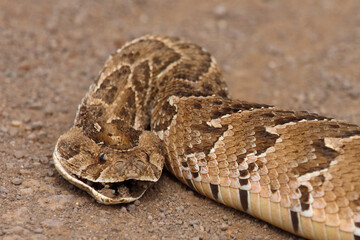 Naklejka premium Puffotter / Puff adder / Bitis arietans arietans