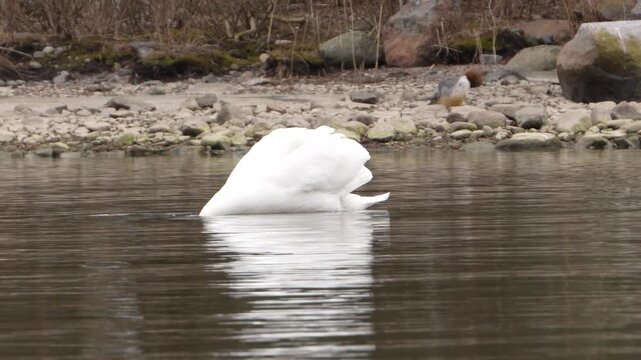 Mute swan foraging for food with a Goosander on the rocky shore of the Baltic Sea in Helsinki, Finland.