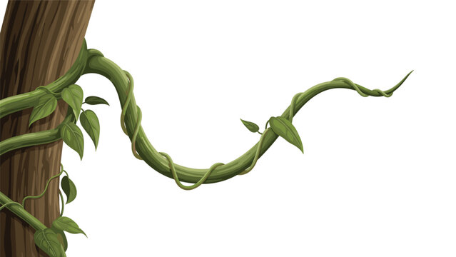 Thick green tropical vine with small leaves twists and winds around a textured brown tree trunk against a white background.