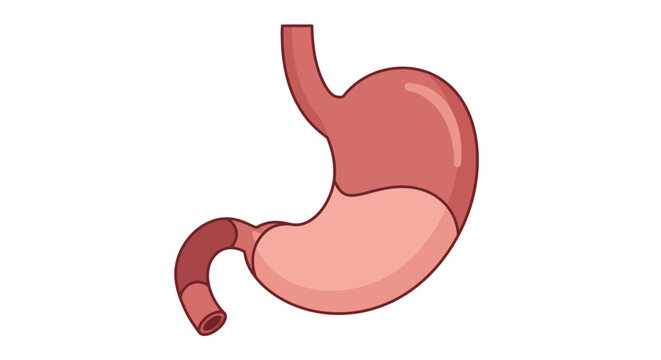 Human Stomach Anatomy Diagram Digestive System Organ.