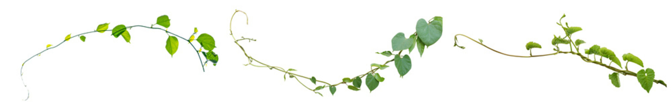 A captivating photograph of vibrant green climbing plant vines with fresh leaves, isolated on a transparent background.