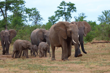 Fototapeta premium Afrikanischer Elefant / African elephant / Loxodonta africana